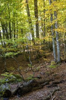 Beech woods of Abruzzo national park in autumn, Italy