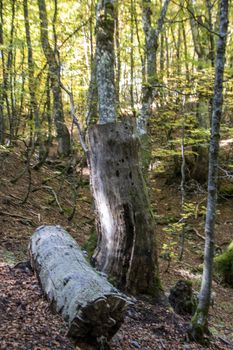 Beech woods of Abruzzo national park in autumn, Italy