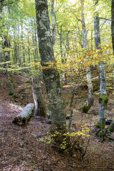 Beech woods of Abruzzo national park in autumn, Italy