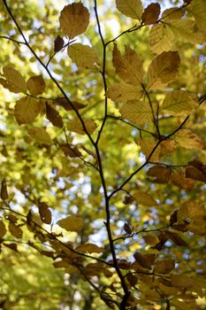 Beech woods of Abruzzo national park in autumn, Italy