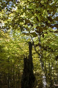 Beech woods of Abruzzo national park in autumn, Italy