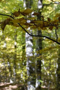 Beech woods of Abruzzo national park in autumn, Italy