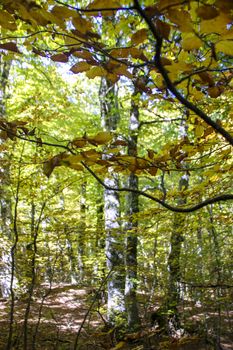 Beech woods of Abruzzo national park in autumn, Italy