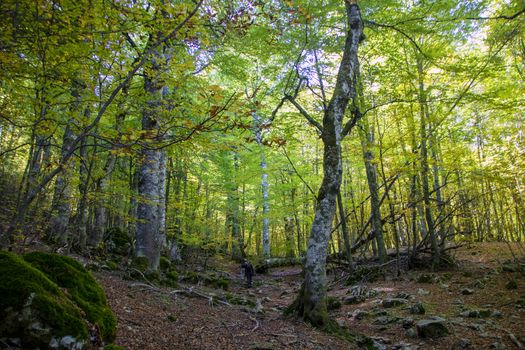 Beech woods of Abruzzo national park in autumn, Italy