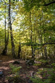 Beech woods of Abruzzo national park in autumn, Italy