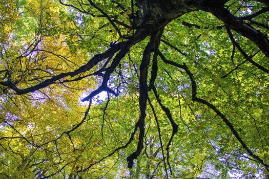 Beech woods of Abruzzo national park in autumn, Italy