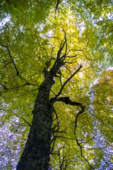 Beech woods of Abruzzo national park in autumn, Italy