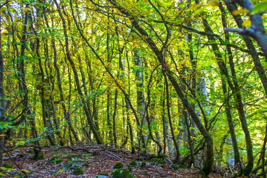 Beech woods of Abruzzo national park in autumn, Italy