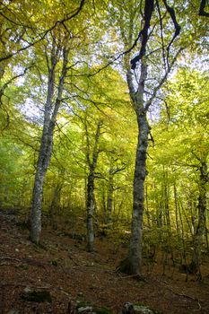 Beech woods of Abruzzo national park in autumn, Italy