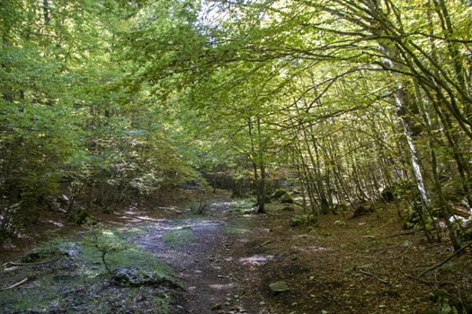 Beech woods of Abruzzo national park in autumn, Italy