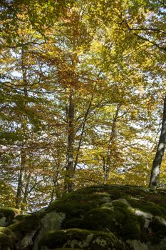 Beech woods of Abruzzo national park in autumn, Italy