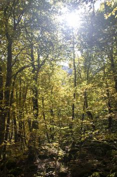 Beech woods of Abruzzo national park in autumn, Italy