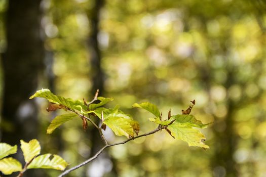 Beech woods of Abruzzo national park in autumn, Italy