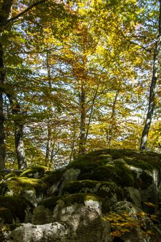 Beech woods of Abruzzo national park in autumn, Italy