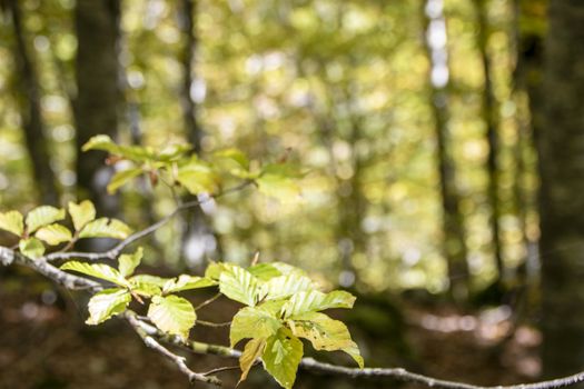 Beech woods of Abruzzo national park in autumn, Italy