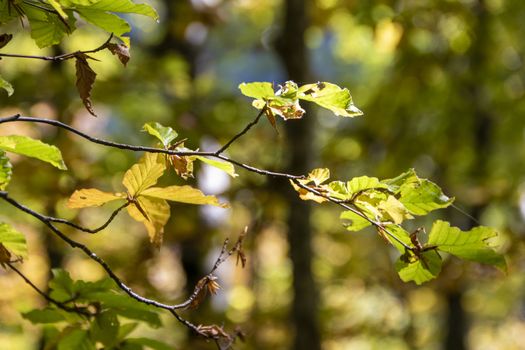 Beech woods of Abruzzo national park in autumn, Italy