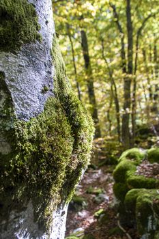 Beech woods of Abruzzo national park in autumn, Italy