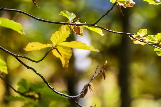 Beech woods of Abruzzo national park in autumn, Italy