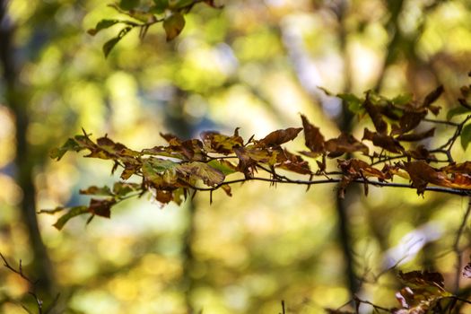 Beech woods of Abruzzo national park in autumn, Italy