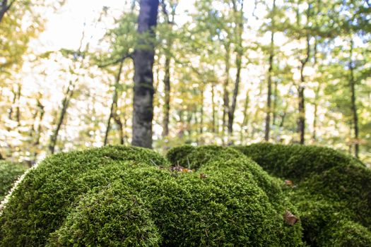Beech woods of Abruzzo national park in autumn, Italy
