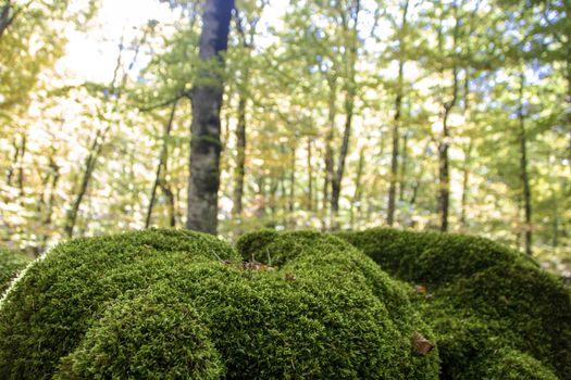 Beech woods of Abruzzo national park in autumn, Italy