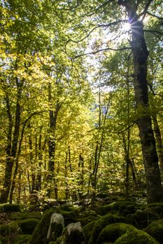 Beech woods of Abruzzo national park in autumn, Italy 