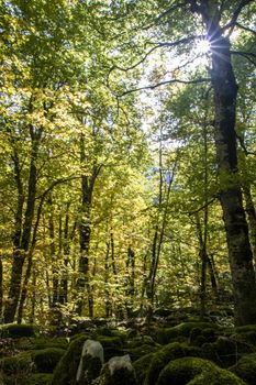 Beech woods of Abruzzo national park in autumn, Italy