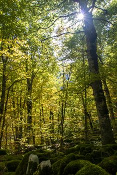 Beech woods of Abruzzo national park in autumn, Italy 