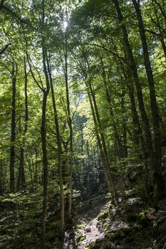 beech woods in abruzzo national park, Italy