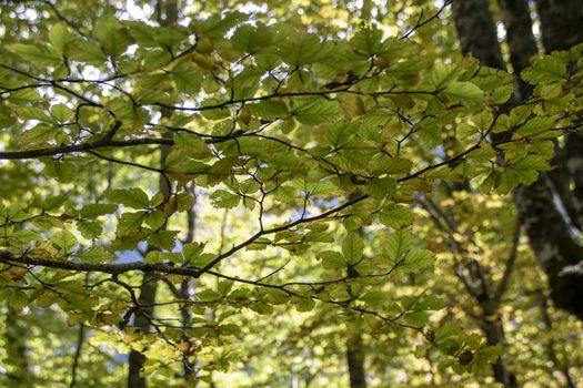 Beech woods of Abruzzo national park in autumn, Italy 