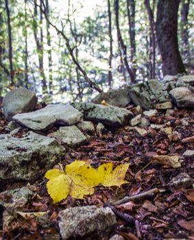 Yellow fallen leaf on the background of beech woods of Abruzzo national park in autumn, Italy