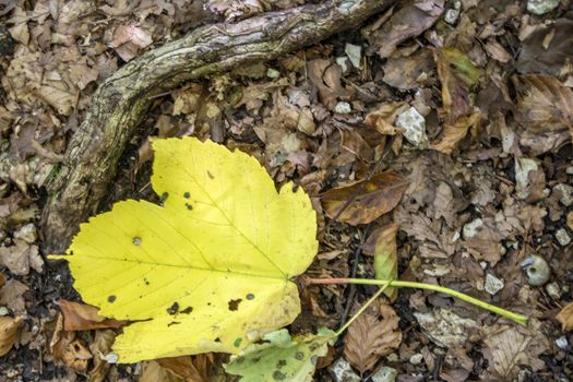 Yellow fallen leaf on the background of beech woods of Abruzzo national park in autumn, Italy