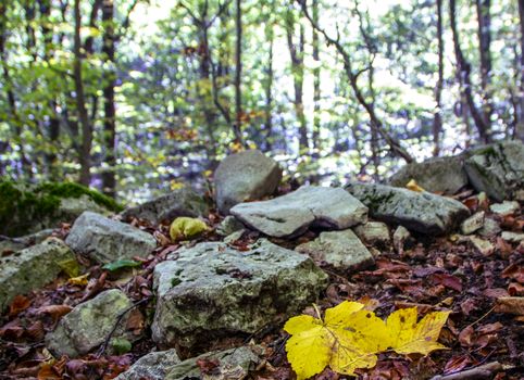 Yellow fallen leaf on the background of beech woods of Abruzzo national park in autumn, Italy