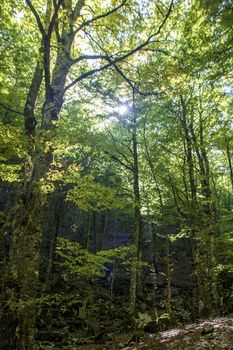 Beech woods of Abruzzo national park in autumn, Italy 