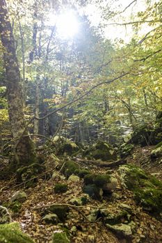 Beech woods of Abruzzo national park in autumn, Italy 