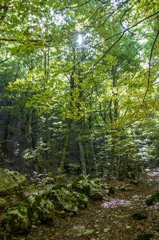 Beech woods of Abruzzo national park in autumn, Italy 