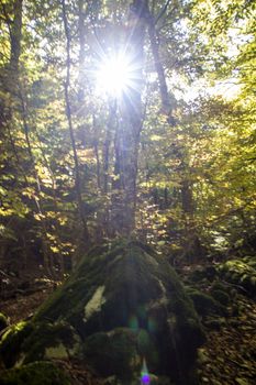 Beech woods of Abruzzo national park in autumn, Italy