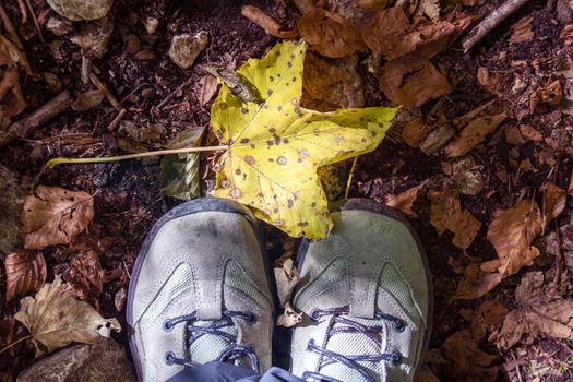 pair of trekking shoes on the ground covered by fallen leaves in Abruzzo national park, Italy 