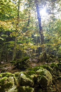 Beech woods of Abruzzo national park in autumn, Italy 