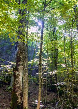 Beech woods of Abruzzo national park in autumn, Italy 