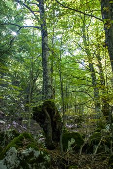 Beech woods of Abruzzo national park in autumn, Italy 