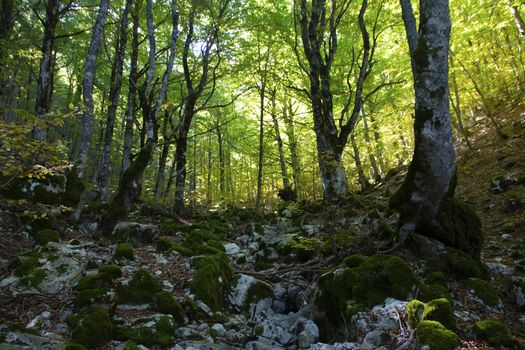Beech woods of Abruzzo national park in autumn, Italy 