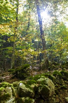 Beech woods of Abruzzo national park in autumn, Italy 