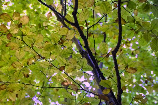 Beech woods of Abruzzo national park in autumn, Italy 