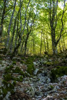 Beech woods of Abruzzo national park in autumn, Italy 