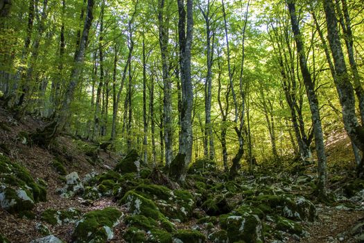Beech woods of Abruzzo national park in autumn, Italy 