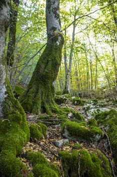 Beech woods of Abruzzo national park in autumn, Italy 