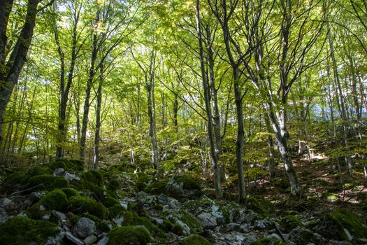 Beech woods of Abruzzo national park in autumn, Italy 