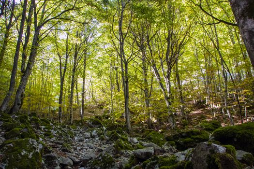 Beech woods of Abruzzo national park in autumn, Italy 