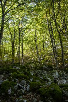 Beech woods of Abruzzo national park in autumn, Italy 